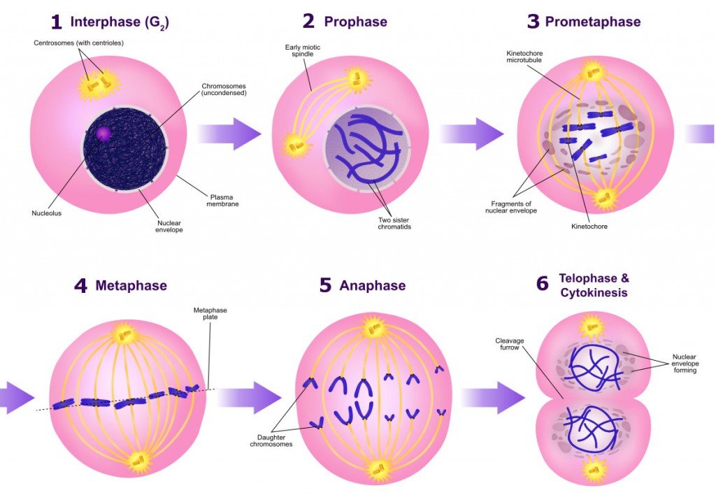 26 Cell Cycle Phases Diagram - Wiring Diagram List