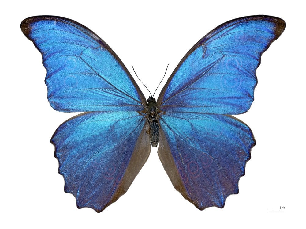 Blue morpho butterfly