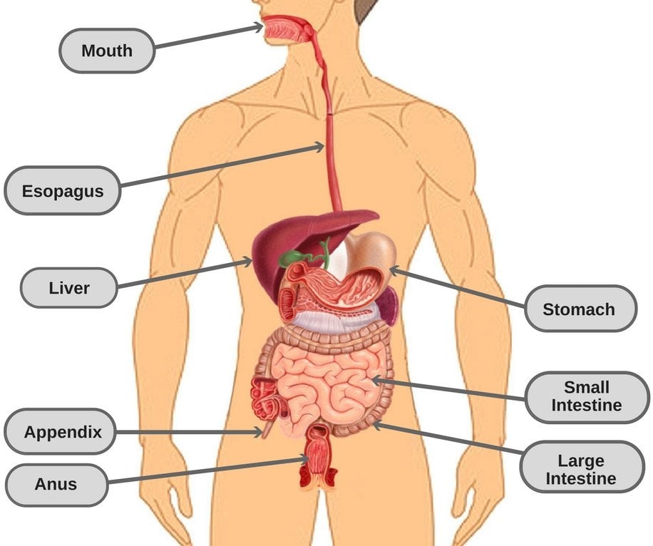 Human digestive system