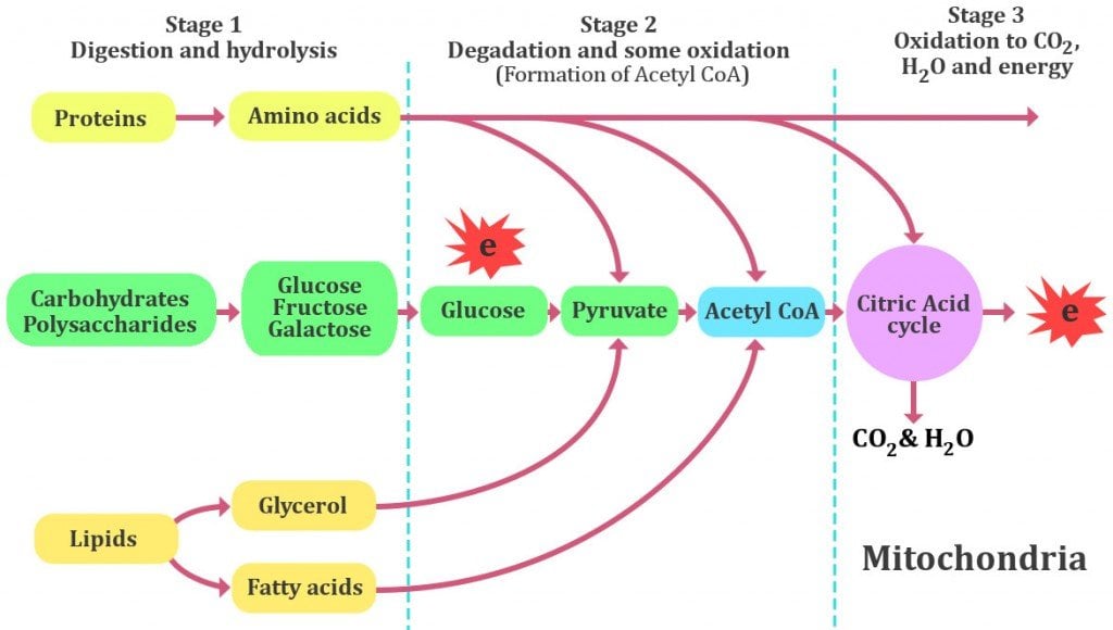 Metabolism in cell.