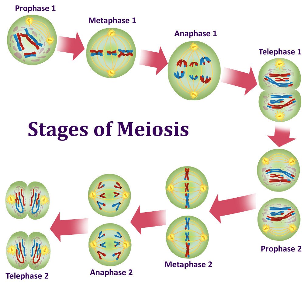 Mitotic Cell Division: What Is Mitosis? What Is Meiosis?