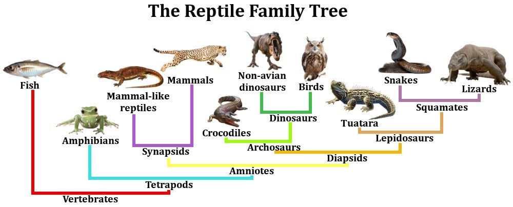 The Reptile Family Tree