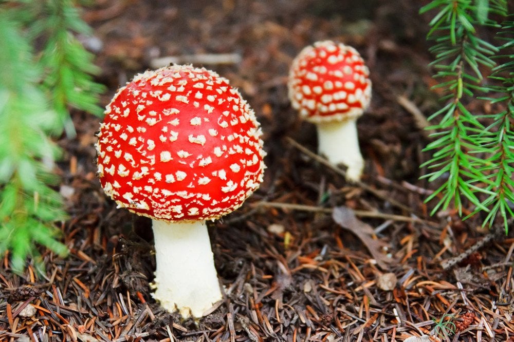 Toadstool