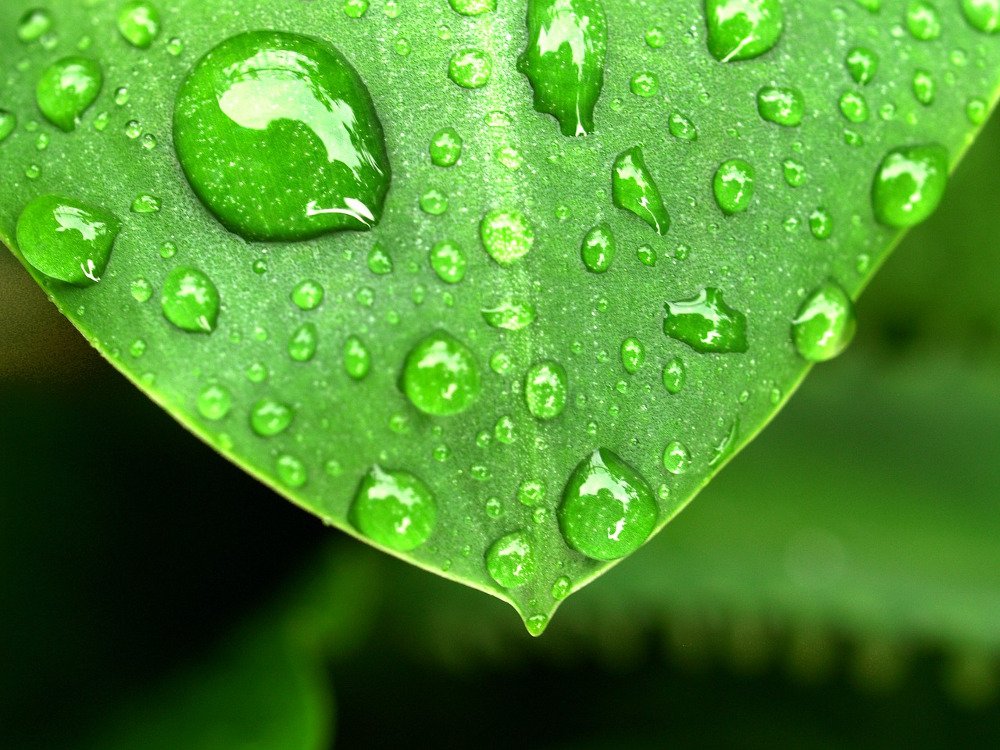 Water dhering to leaves close up