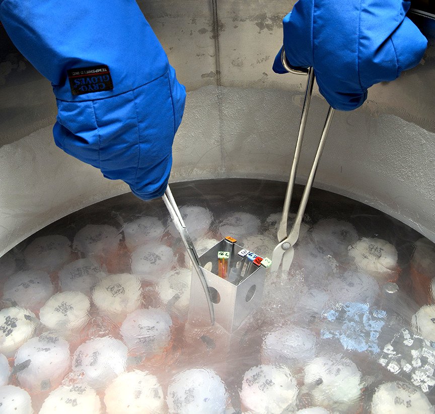Frozen sperms