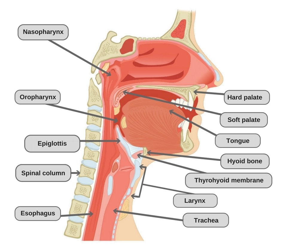 The human throat anatomy