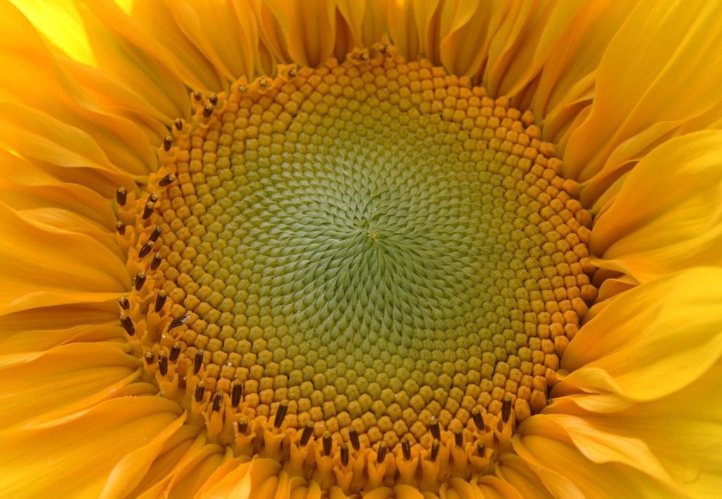 Tournesol Sunflower <a href=