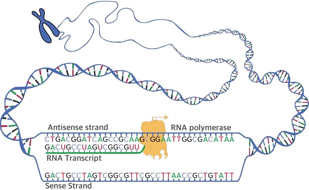 DNA transcription