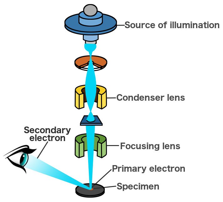 scanning electron microscope how it works