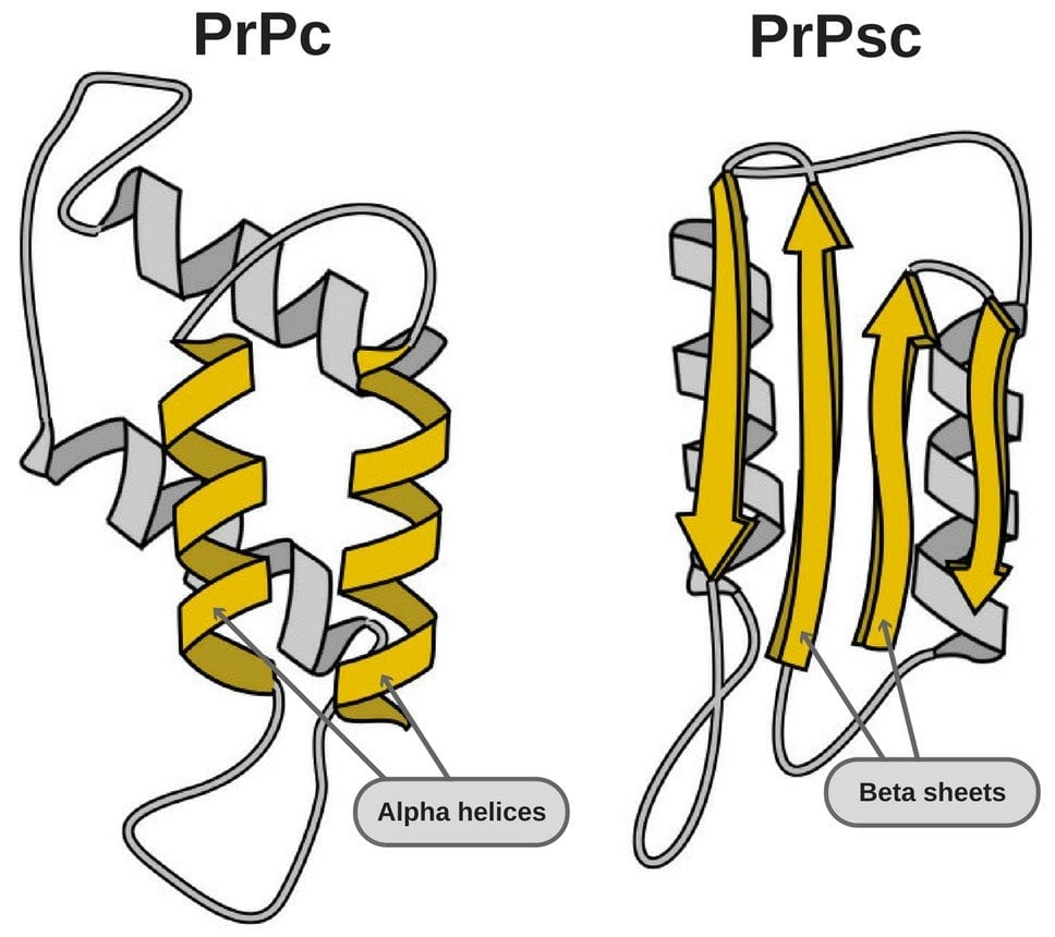 Prion Structure PrPc & PrPsc.