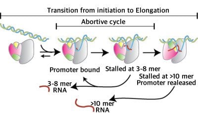 T7 RNA polymerase abortive initiation cycle Promoter Escape