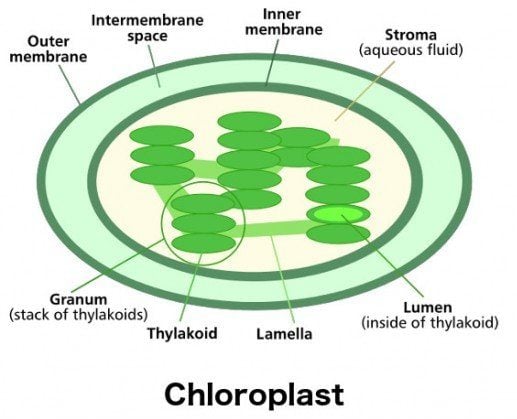 Chloroplast Photosystem