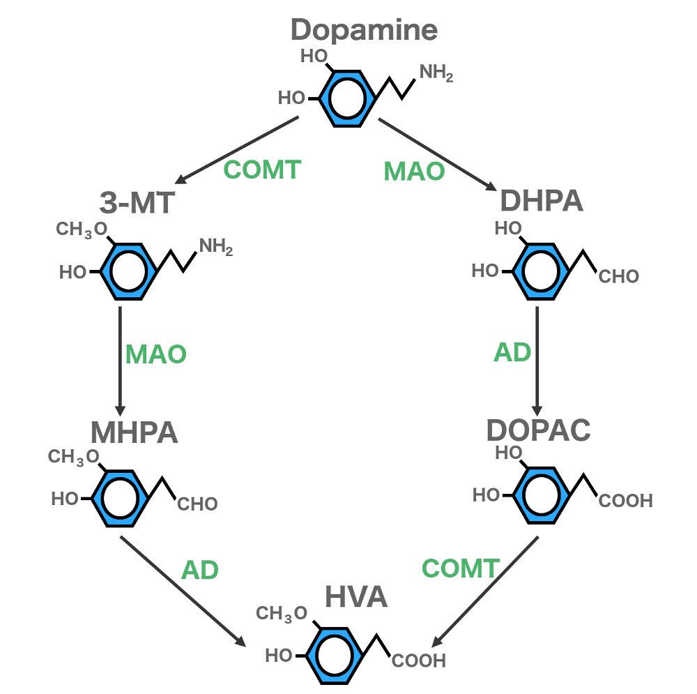 Dopamine 3mt dhpa mhpa dopac hva