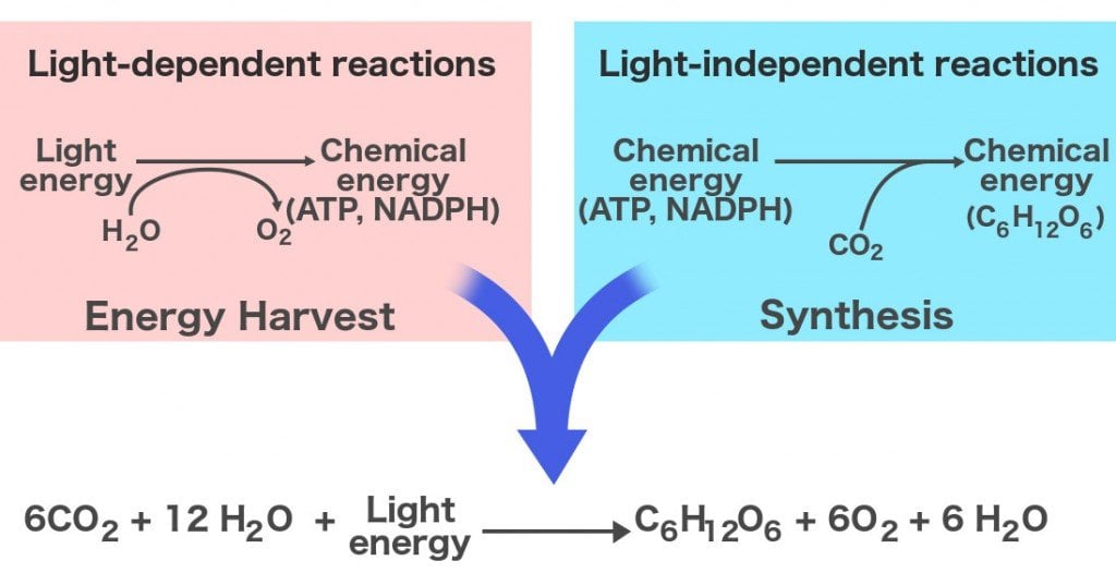Energy harvest synthesis formulas