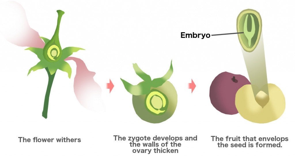 Fruit formation from plant