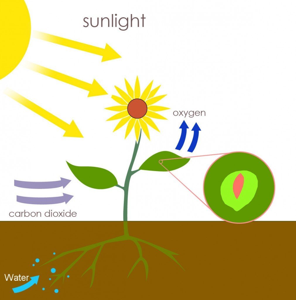 Esquema da fotossíntese em plantas.  Os carboidratos produzidos são armazenados ou usados ​​pela planta com estômatos