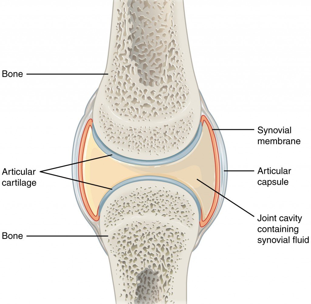 Synovial Joints bone