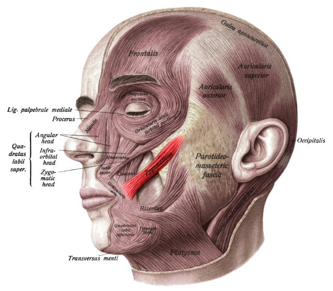 Zygomaticus major muscle