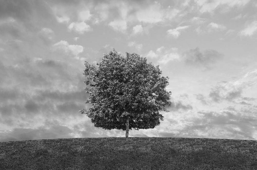 Black & white tree in sunlight