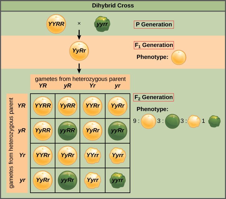 Dihybrid cross