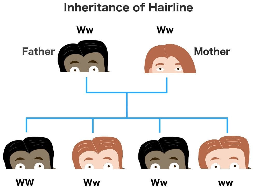 The Link Between Inbreeding and Facial Hair Color - wide 1