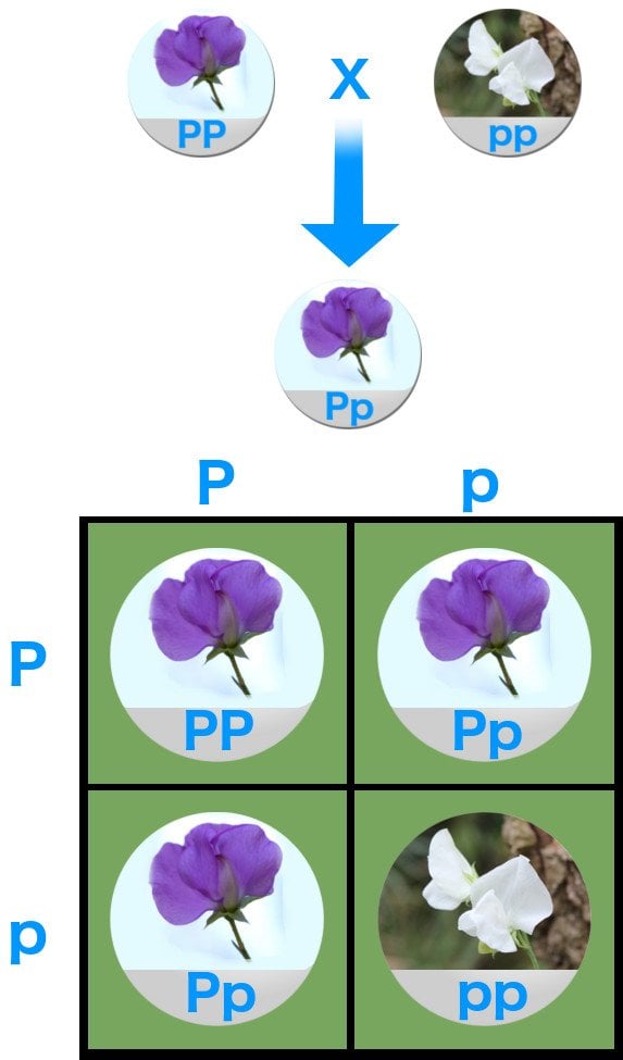 Monohybrid cross.