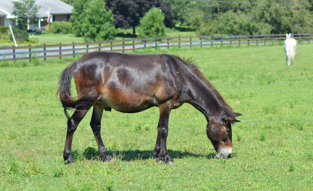 Mule horse