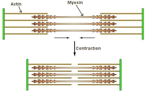 Muscle contraction and relaxation