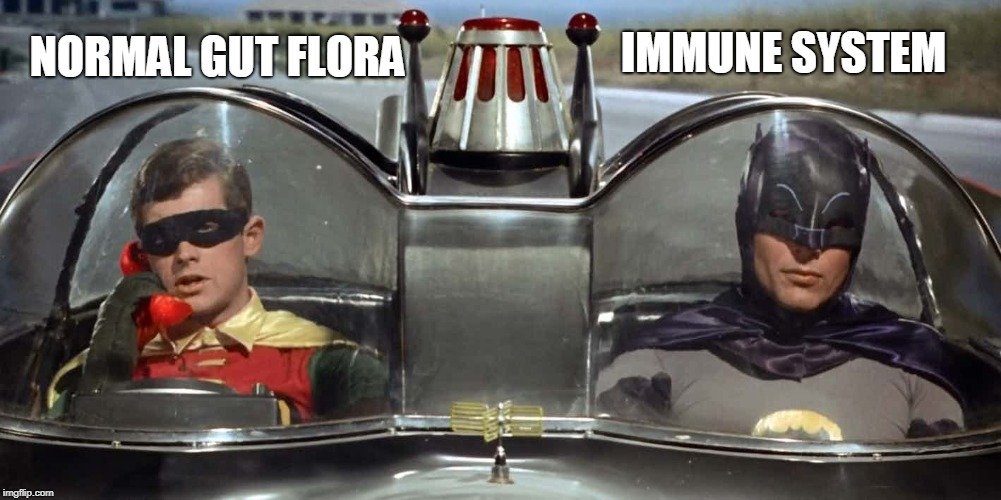 Normal gut flora immune system meme