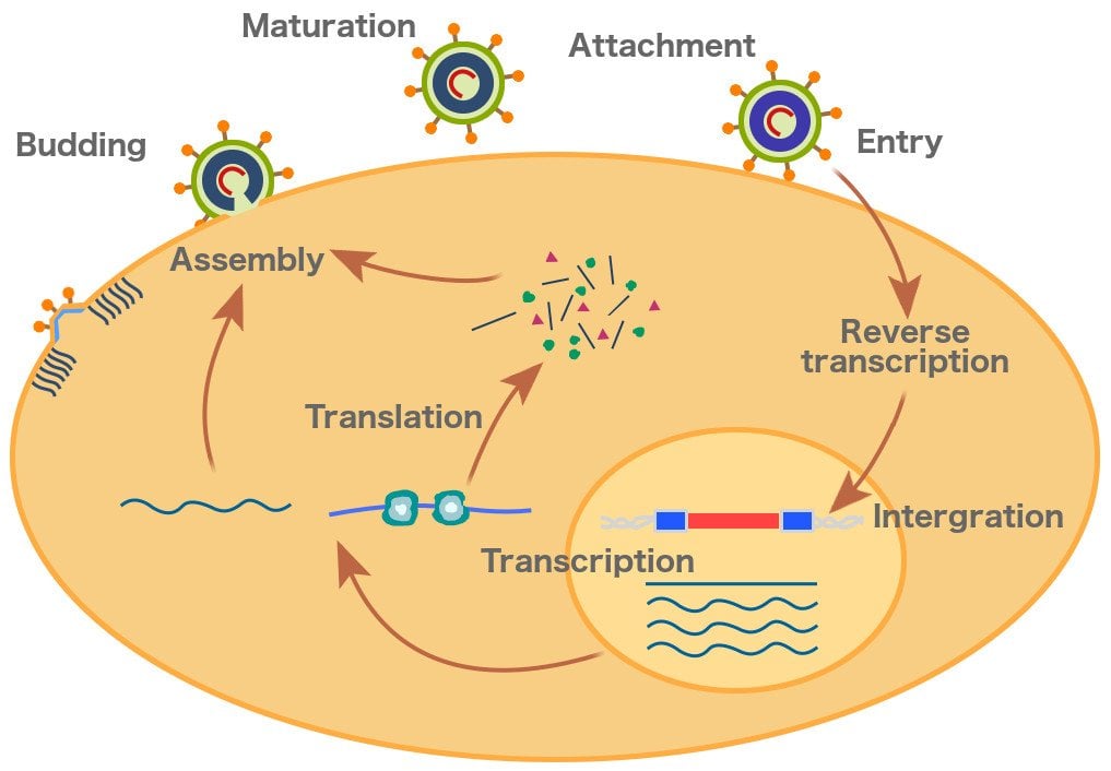 Retrovirus replication