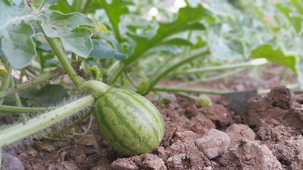Watermelon farm