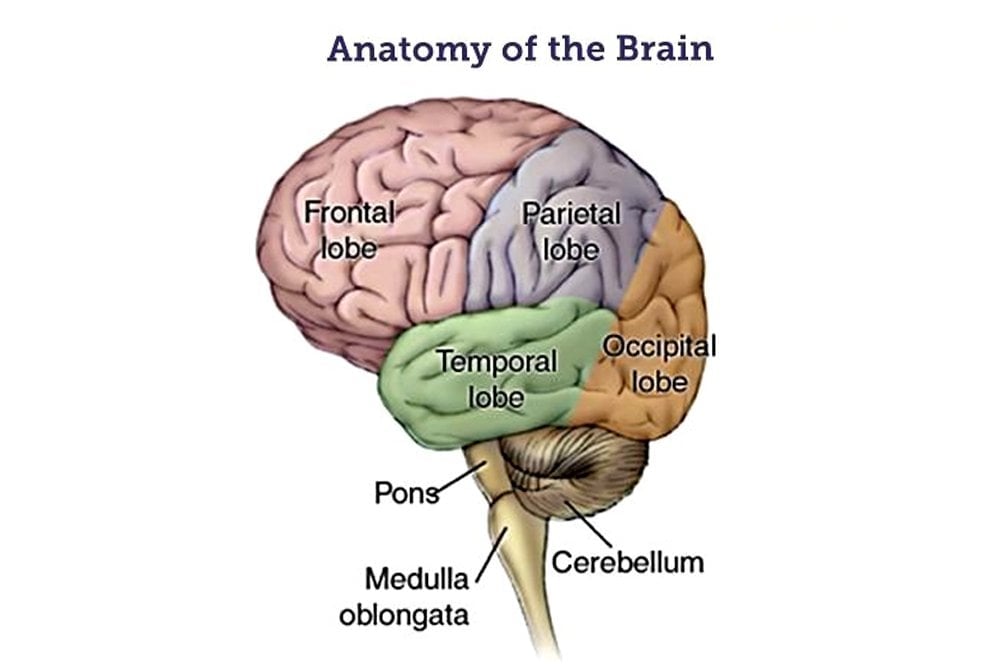 Anatomy of the brain