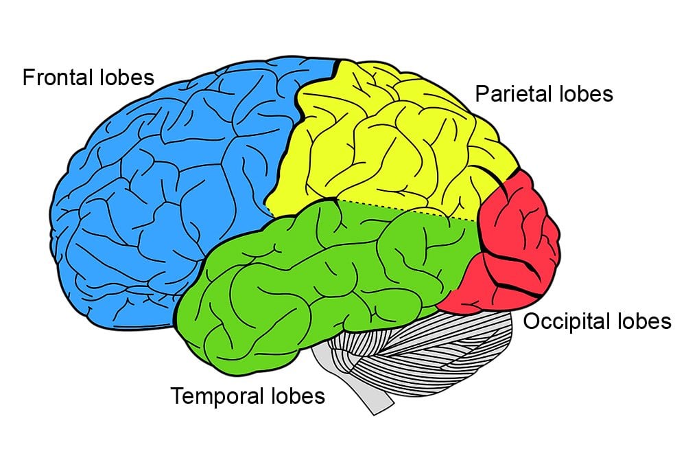 Cerebrum