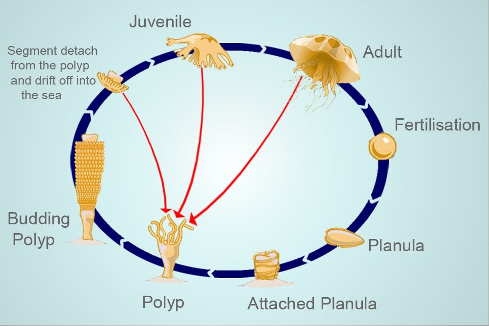 Life cycle jellyfish