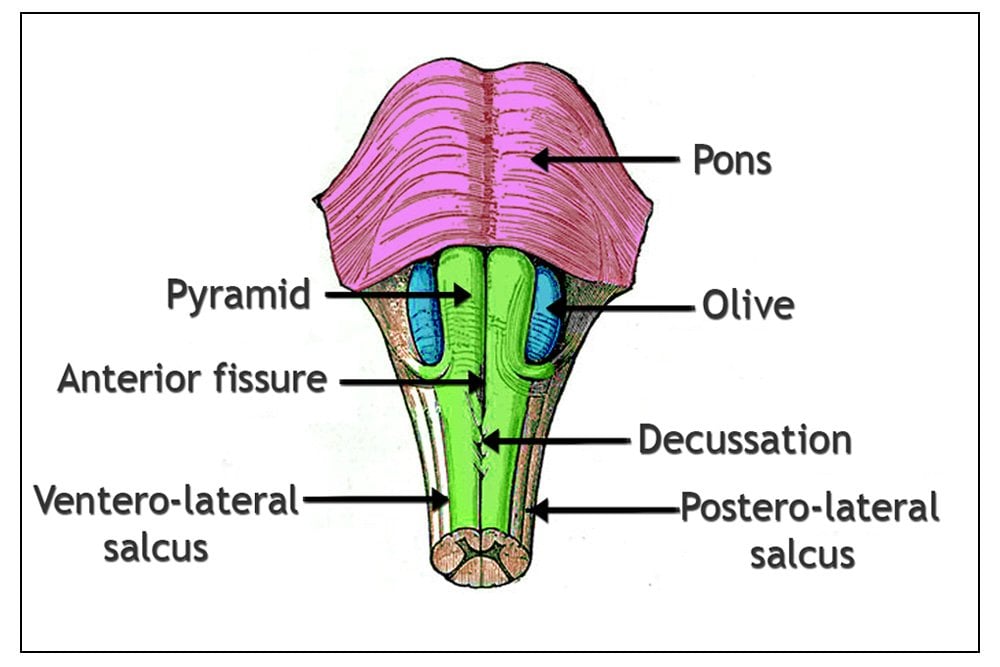 External anatomy of the medulla