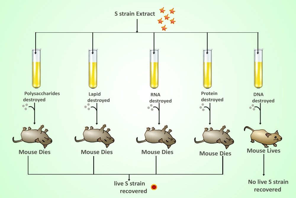 Avery, MacLeod, McCarty Experiment