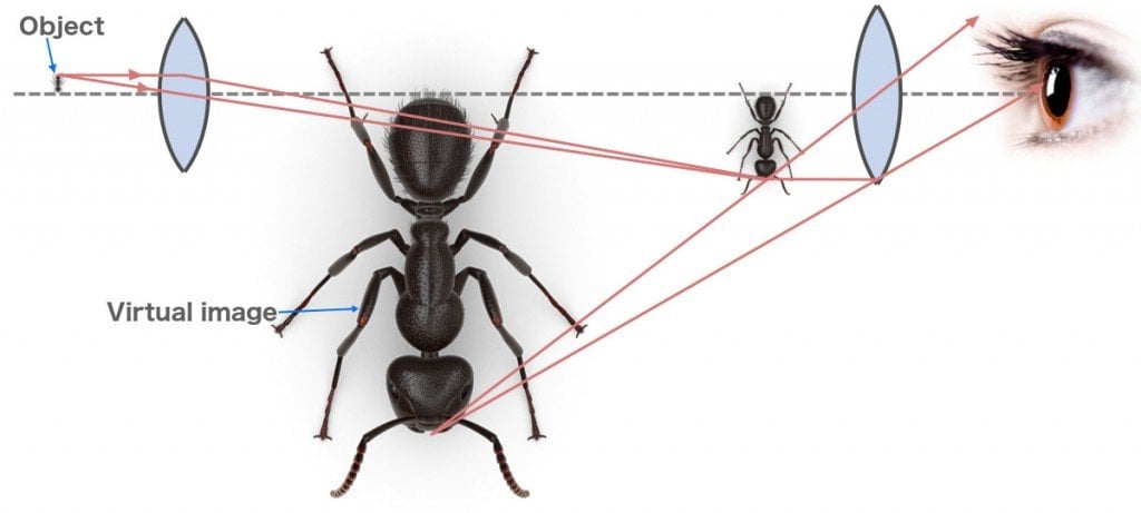 Microscope diagram