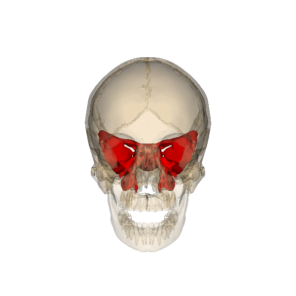 Which Bones Make Up Our Skull?