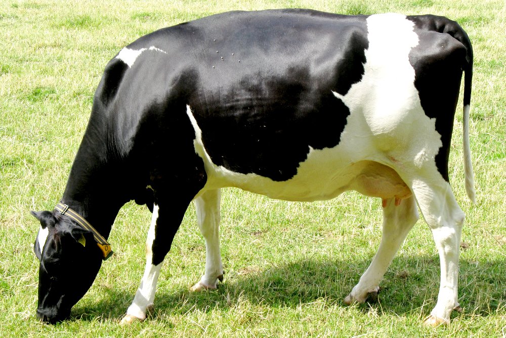 cow