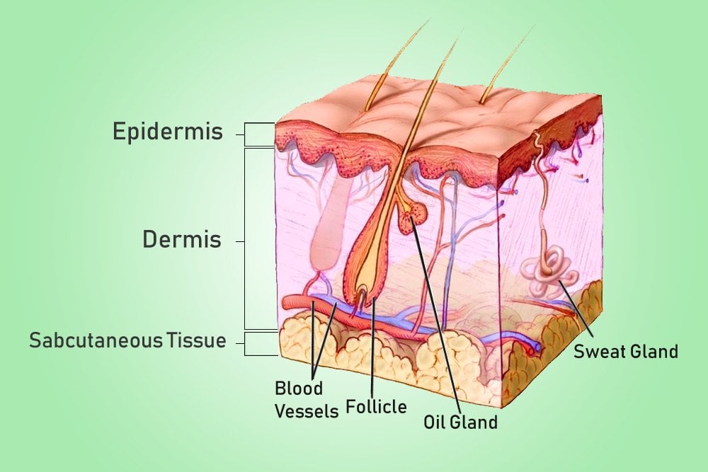 layer of skin