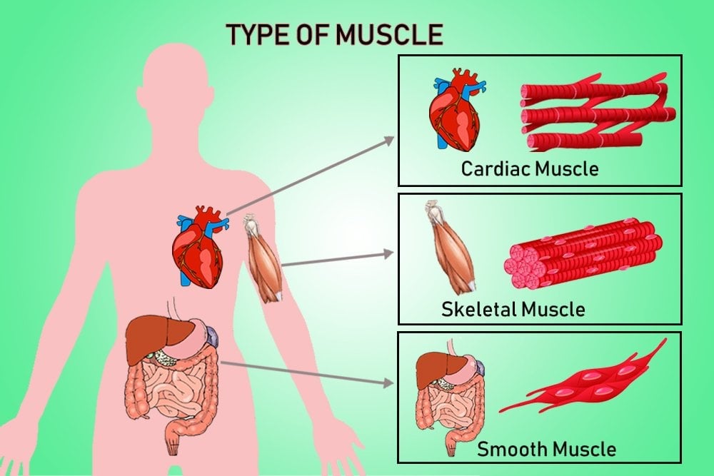 type of muscle