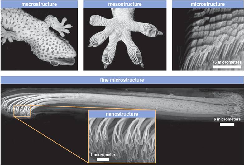 Micro And nano view of gecko's_toe