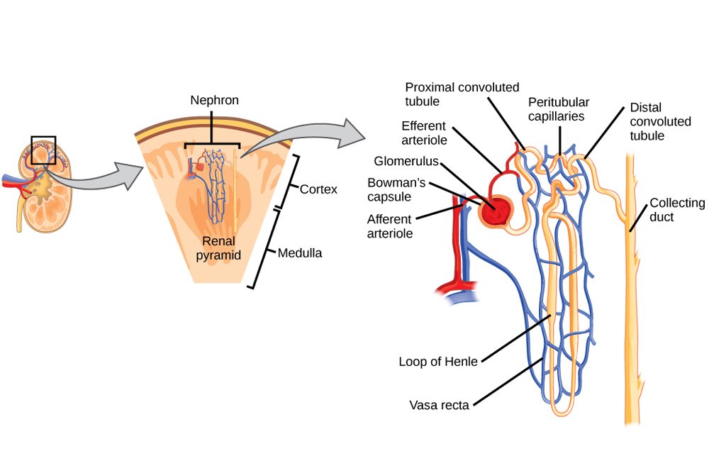 Nephron