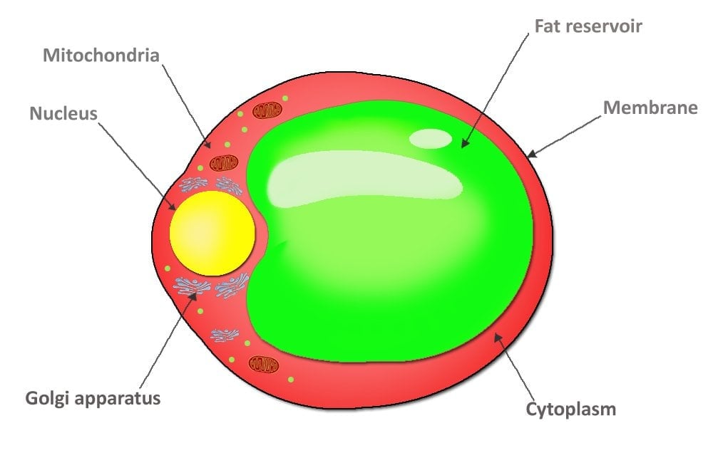adipocyte