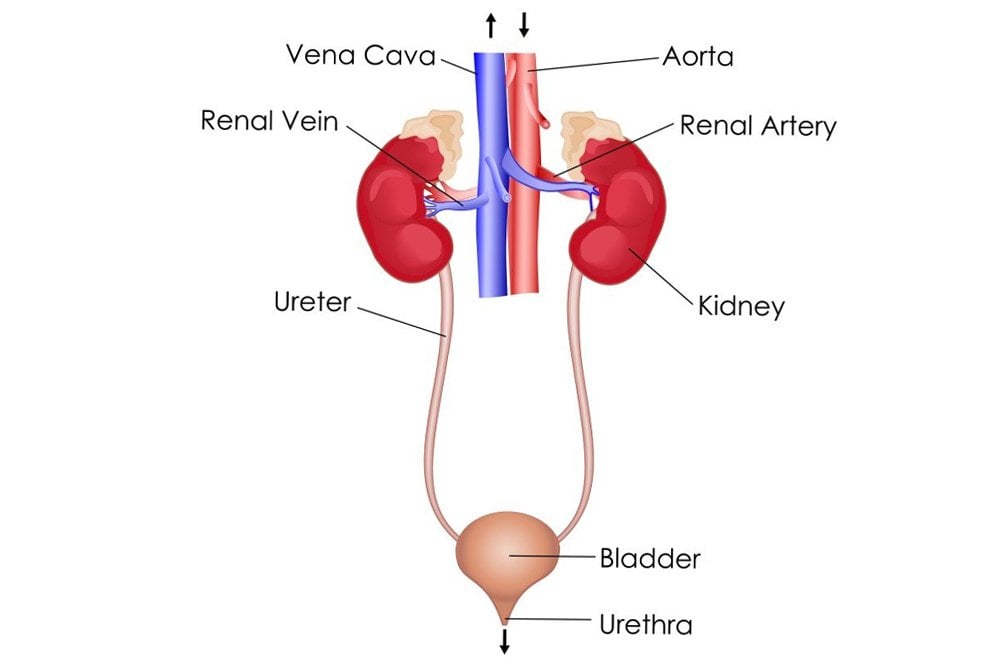 excretory system