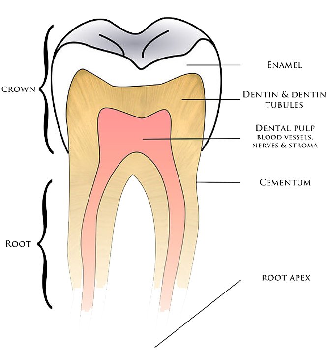 Basic anatomy tooth