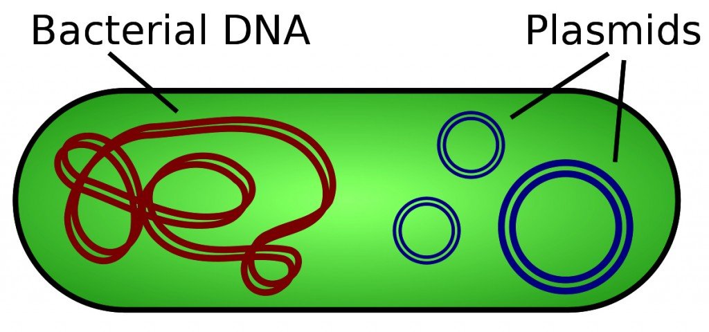 Plasmid