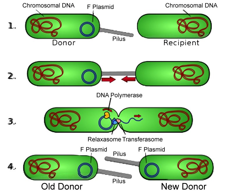 conjugation, plasmid