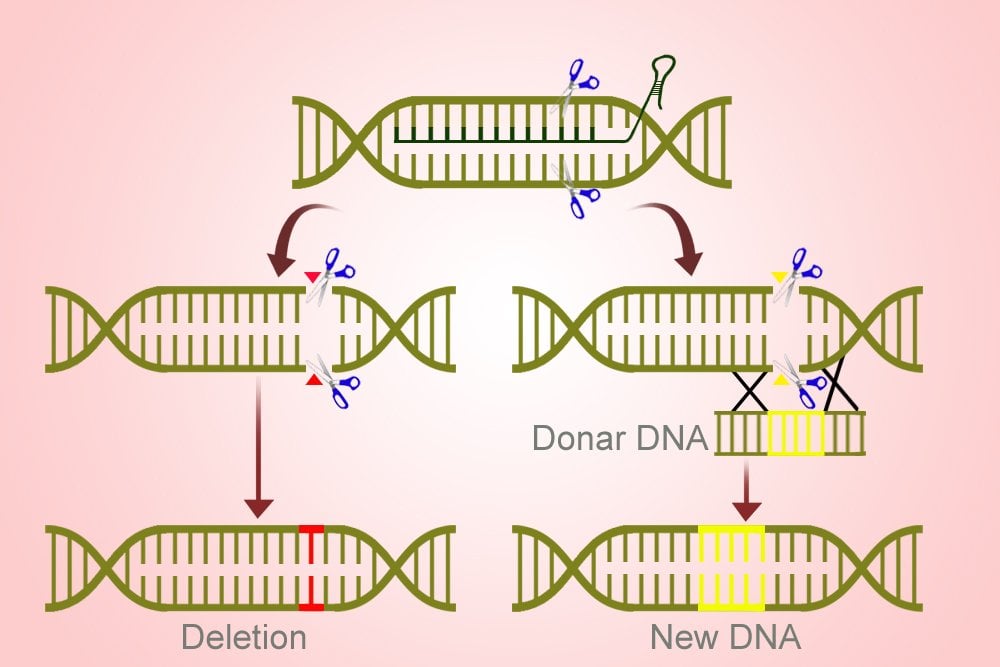 CRISPR