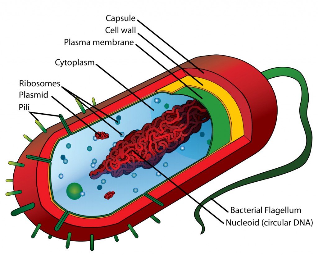 Average prokaryote cell